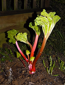 Never rub another man’s rhubarb
